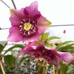 Helleborus 'Tutu' Helleborus 'Tutu'