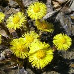 Tussilago farfara