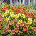 Hemerocallis varietà Hemerocallis varietà