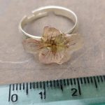 Anello con fiore vero di erodium Anello con fiore vero di erodium
