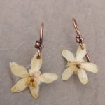 Orecchini con fiori veri di choisya Orecchini con fiori veri di choysia