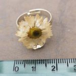 Anello con fiore vero di bellis (margheritina) Anello con fiore vero di bellis (margheritina)