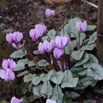 Cyclamen hederifolium 'Silver Leaf' Cyclamen hederifolium 'Silver Leaf'