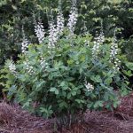 Baptisia australis 'Alba' Baptisia australis 'Alba'