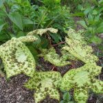 Podophyllum hexandrum 'Spotty Dotty'