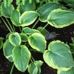 Hosta 'Ocean Isle' Hosta "Ocean Isle"