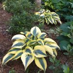 Hosta 'Autumn Frost' Hosta 'Autumn Frost'
