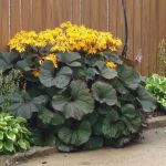 Ligularia dentata 'XXL' Ligularia dentata 'XXL'
