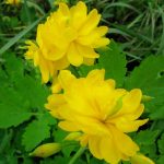 Chelidonium majus 'Flore Pleno' Chelidonium majus 'Flore Pleno'