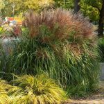 Miscanthus 'Cute One' Miscanthus 'Cute One'