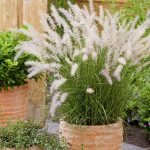 Pennisetum orientale 'JS Dance With Me' Pennisetum orientale 'JS Dance With Me'