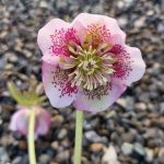 Helleborus 'Anemone Pink Spotted' Helleborus 'Anemone Pink Spotted'