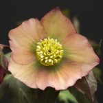 Helleborus 'Peach' Helleborus 'Peach'