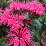 Monarda didyma 'Pocahontas Red Rose' Monarda didyma 'Pocahontas Red Rose'