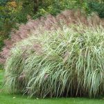 Miscanthus sinensis 'Variegatus' Miscanthus sinensis 'Variegatus'