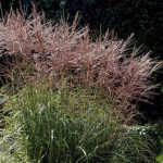 Miscanthus sinensis 'Ferner Osten' Miscanthus sinensis 'Purpurascens'
