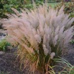 Calamagrostis brachytricha Calamagrostis brachytricha