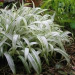 Carex siderosticha 'Shiro' Carex siderosticha 'Shiro'