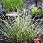 Acorus gramineus 'Variegatus' Acorus gramineus 'Variegatus'