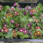 Primula x pubescens Primula x pubescens
