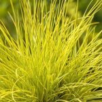 Festuca glauca 'Golden Toupee' Festuca glauca 'Golden Toupee'