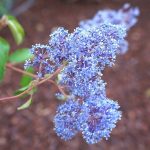 Ceanothus x delileanus 'Gloire de Versailles' Ceanothus x delileanus 'Gloire de Versailles'