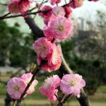 Prunus mume 'Rosea Plena'