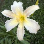 Hemerocallis 'Yavanna' Hemerocallis 'Yavanna'