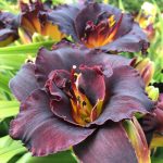 Hemerocallis 'Voodoo Dancer' Hemerocallis 'Voodoo Dancer'