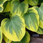 Hosta 'Clifford's Forest Fire' Hosta 'Clifford's Forest Fire'