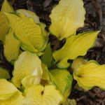 Hosta 'Paradise Island' Hosta 'Paradise Island'