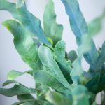 Phlebodium aureum 'Blue Star' sin. Polypodium aureum Phlebodium aureum 'Blue Star' sin. Polypodium aureum