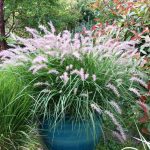 Pennisetum orientale 'Karley Rose' Pennisetum orientale 'Karley Rose'