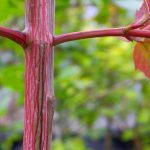 Acer x conspicuum 'Red Flamingo' Acer x conspicuum 'Red Flamingo'