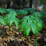 Podophyllum peltatum Podophyllum peltatum