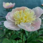 Paeonia 'White Angel' Paeonia 'White Angel'