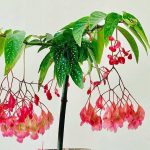 Begonia corallina ('Tamaya') Begonia corallina ('Tamaya')