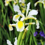 Iris orientalis (I. ochroleuca) Iris orientalis (I. ochroleuca)
