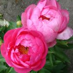 Paeonia 'Cytherea' Paeonia 'Cytherea'