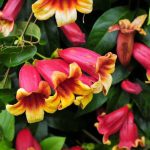 Bignonia capreolata Bignonia capreolata