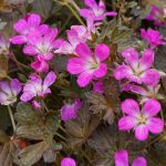Geranium 'Orkney Cherry' Geranium 'Orkney Cherry'