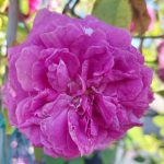 Rosa 'Victor Emmanuel' Rosa 'Victor Emmanuel'