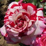 Rosa 'Rock & Roll' Rosa 'Rock & Roll'