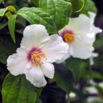 Philadelphus 'Belle Etoile' (Fiori d'angelo) Philadelphus 'Belle Etoile (Fiori d'angelo)