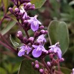 Vitex trifolia 'Purpurea' Vitex trifolia 'Purpurea'