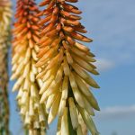 Kniphofia 'Bees' Sunset' Kniphofia 'Bees' Sunset'