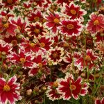 Coreopsis 'Ruby Frost' Coreopsis 'Ruby Frost'