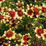 Coreopsis 'Bengal Tiger' Coreopsis 'Bengal Tiger'