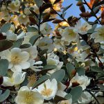 Magnolia laevifolia 'Gail's Favourite' Magnolia laevifolia 'Gail's Favourite'