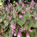 Begonia grandis subsp. evansiana Begonia grandis subsp. evansiana